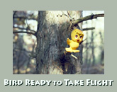 Bird takes off from tree