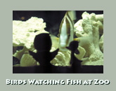 Birds watching fish