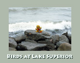 Birds at Lake Superior