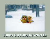 Birds in snow