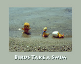 Birds in the water near the shore