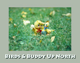 Birds up north with Buddy