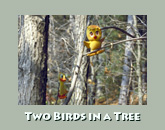 Two birds in tree