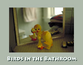 Birds in bathroom