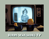 Birds watching TV