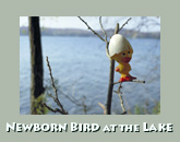 New bird at the lake