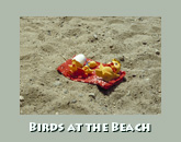 Birds at the beach