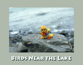 Birds at Lake Superior