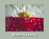 Birds sleeping