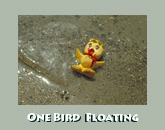 Bird floating