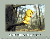 One bird in tree